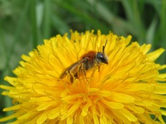 Andrena haemorrhoa