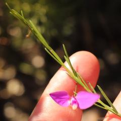 Polygala refracta