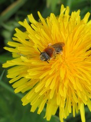 Andrena haemorrhoa