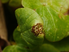 Uromyces ficariae