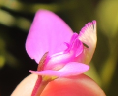 Polygala refracta