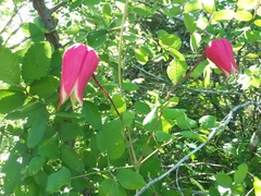 Clematis texensis