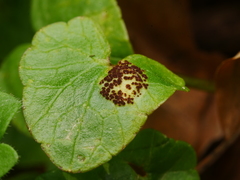 Uromyces ficariae