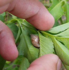 Bulimulus bonariensis image