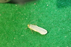Eilema lurideola