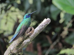 Colibri
