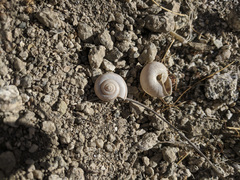 Cahuillus indioensis