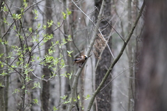 Coccothraustes coccothraustes
