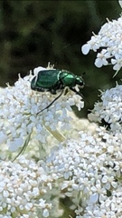 Trichiotinus lunulatus