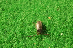 Hymenalia rufipes