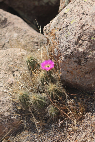 Echinocereus cinerascens