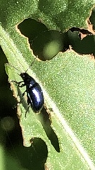 Gastrophysa cyanea