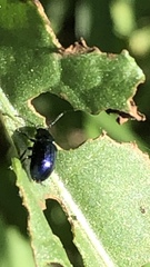 Gastrophysa cyanea