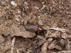 Tanystoma maculicolle