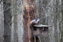 Garrulus glandarius