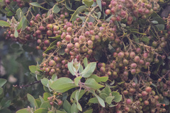 Arctostaphylos otayensis