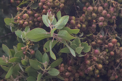 Arctostaphylos otayensis