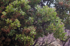 Arctostaphylos otayensis