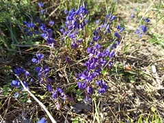 Polygala microphylla