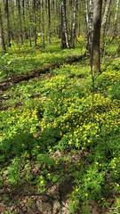 Anemonoides ranunculoides