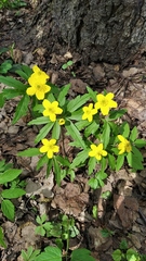 Anemonoides ranunculoides