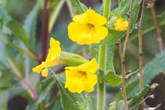 Diplacus clevelandii