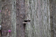 Coccothraustes coccothraustes