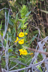 Diplacus clevelandii