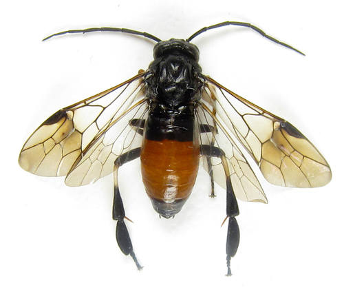Hazel Sawfly, photo 3 of 10