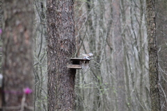 Coccothraustes coccothraustes