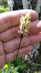 Carex pilosa