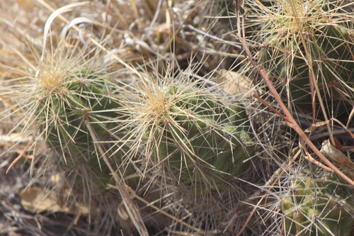 Echinocereus cinerascens