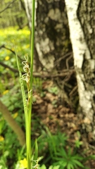 Carex pilosa