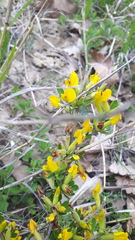 Chamaecytisus ruthenicus