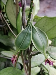 Epidendrum × obrienianum