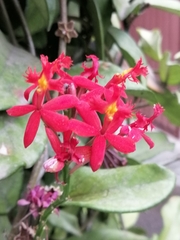 Epidendrum × obrienianum