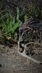 Galea musteloides