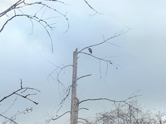Ardea herodias fannini