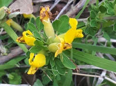 Chamaecytisus ruthenicus