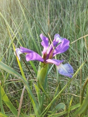 Iris reichenbachiana