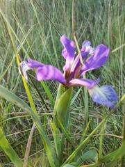 Iris reichenbachiana