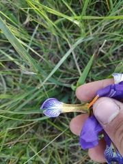 Iris reichenbachiana