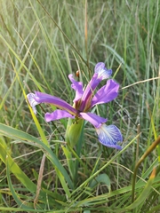 Iris reichenbachiana