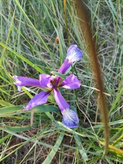Iris reichenbachiana