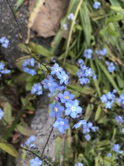 Myosotis sylvatica