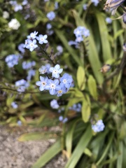 Myosotis sylvatica