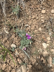 Lathyrus brachycalyx