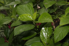Hibiscus rosa-sinensis
