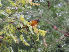 Anisognathus lacrymosus