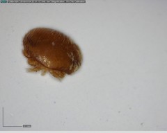 Varroa destructor